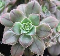 aeonium mascaense іспанського походження зріз
