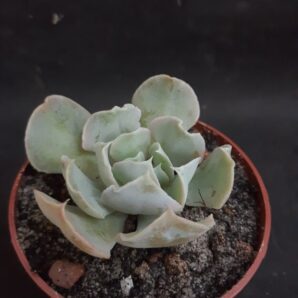 Echeveria nichi