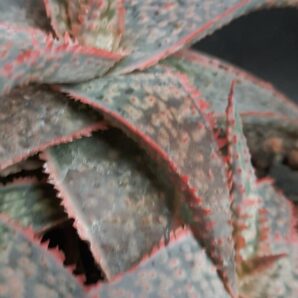 Aloe cv. Kellis crinoline