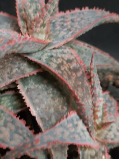 Aloe cv. Kellis crinoline