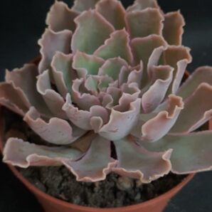 Echeveria shaviana (Mexican Hens)