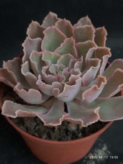 Echeveria shaviana (Mexican Hens)