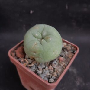 Lophophora echinata