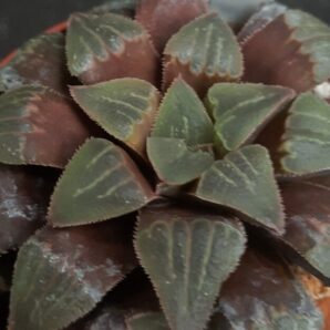 Haworthia pygmaea
