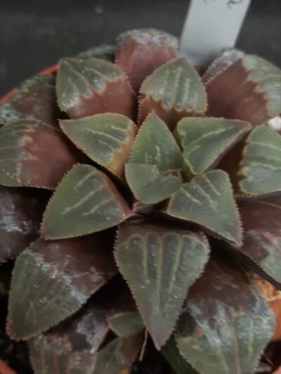 Haworthia pygmaea