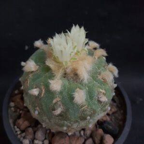 Lophophora echinata