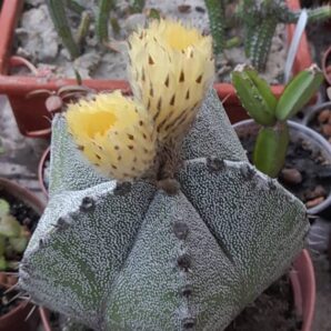 Astrophytum myriostigma hybr