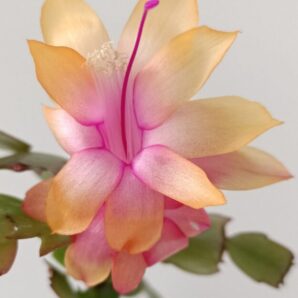 Schlumbergera (різдвяник) жовтий (персиковий)