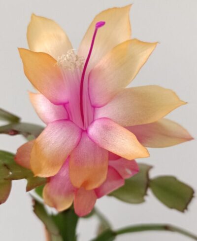 Schlumbergera (різдвяник) жовтий (персиковий)
