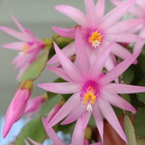 Rhipsalidopsis hatiora (пасхальник) рожевий