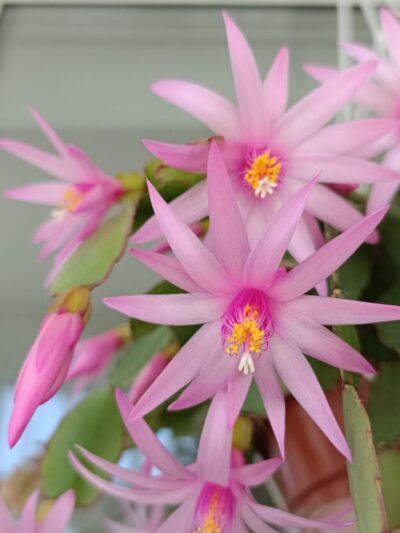 Rhipsalidopsis hatiora (пасхальник) рожевий