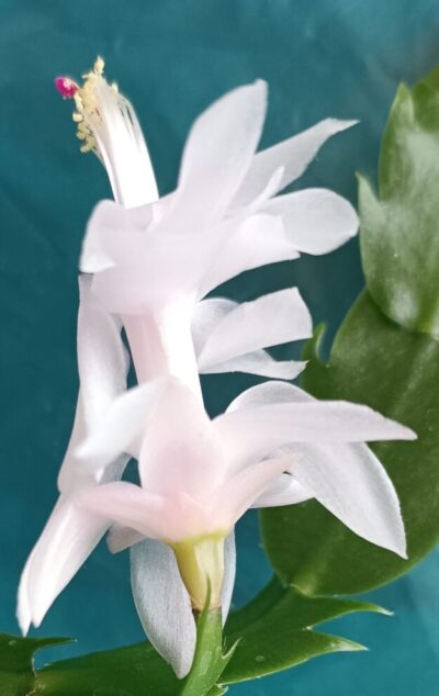 Schlumbergera (різдвяник) білий (рожевий)