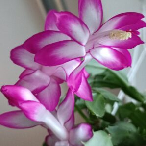 Schlumbergera (різдвяник) з рожевим кантом