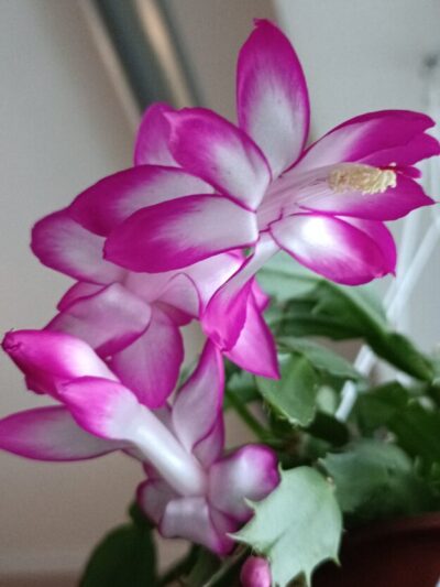 Schlumbergera (різдвяник) з рожевим кантом