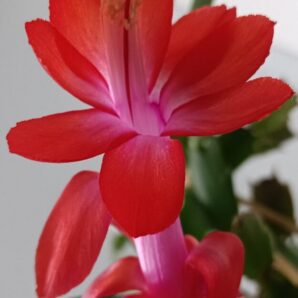 Schlumbergera (різдвяник) червоний | 93