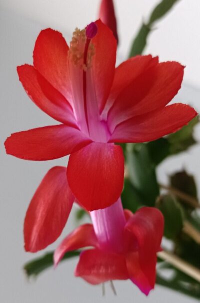 Schlumbergera (різдвяник) червоний