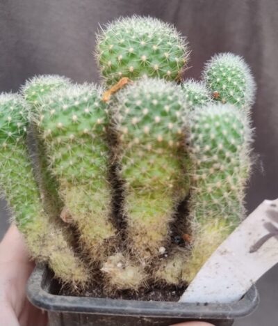 Rebutia marsoneri дітка - Зображення 2