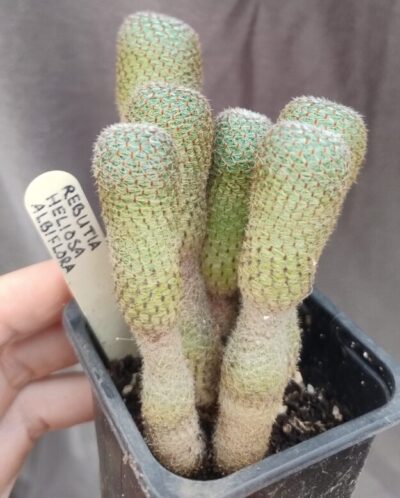 Rebutia Heliosa AlbiFlora