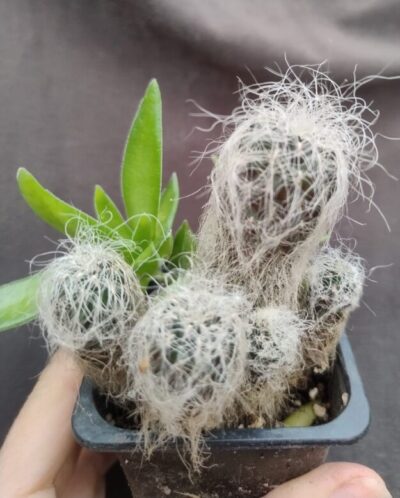 Sulcorebutia senilis n.n JD 330 дітка