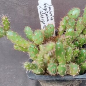 opuntia longispina var corrugata дітка