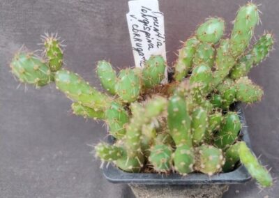 opuntia longispina var corrugata дітка