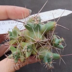 coryphantha micromeris дітка
