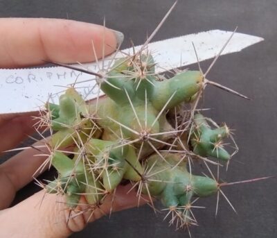 coryphantha micromeris дітка