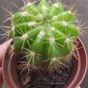 echinopsis calochlora