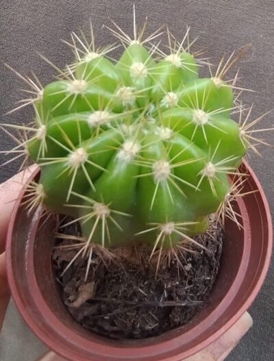 echinopsis calochlora