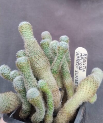 rebutia heliosa Apricot Sunset дітка