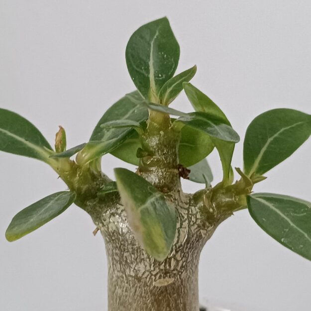 GreenHouseKiev