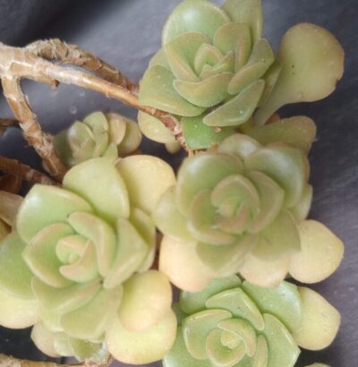 Aeonium Lily Pad зріз
