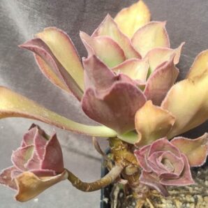 Aeonium Marnier Lapostolle(іспанець) зріз