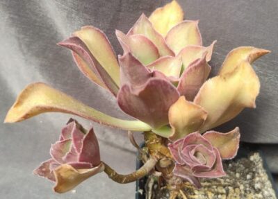 Aeonium Marnier Lapostolle(іспанець) зріз
