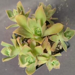aeonium Rock Hopper зріз