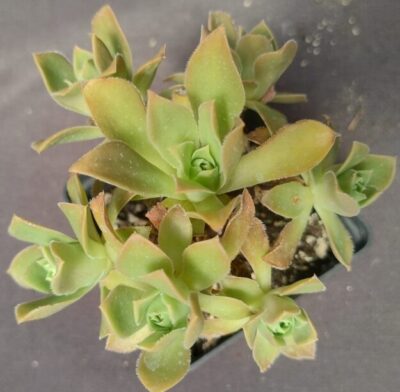 aeonium Rock Hopper зріз