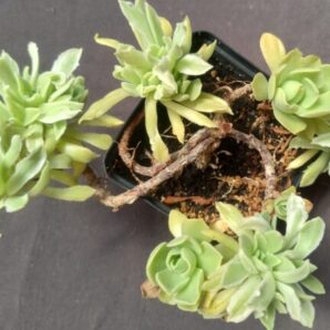 Aeonium Balerina зріз