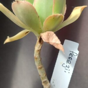 Aeonium perezii (Decorum x appendiculatum)