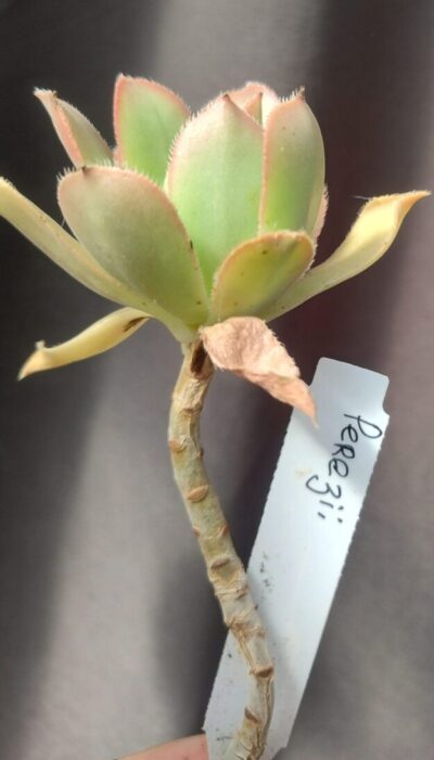 Aeonium perezii (Decorum x appendiculatum)