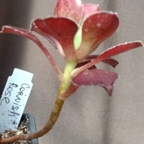 Aeonium Cornish rose зріз