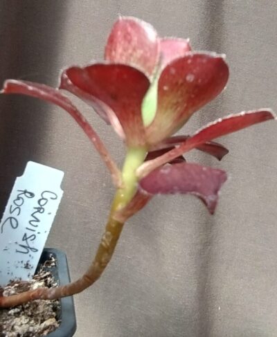 Aeonium Cornish rose зріз