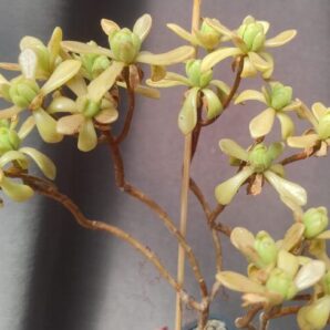 aeonium SEDIFOLIUM зріз