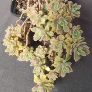 Aeonium Castello-paivae cv. Sarae зріз