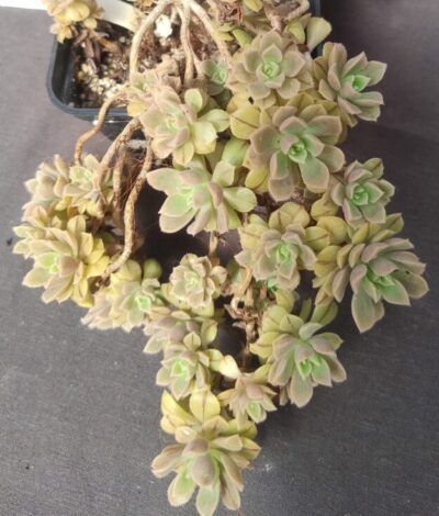 Aeonium Castello-paivae cv. Sarae зріз