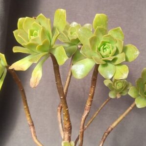 Aeonium burchardi зріз