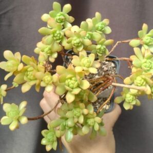 aeonium ARNOLDII зріз