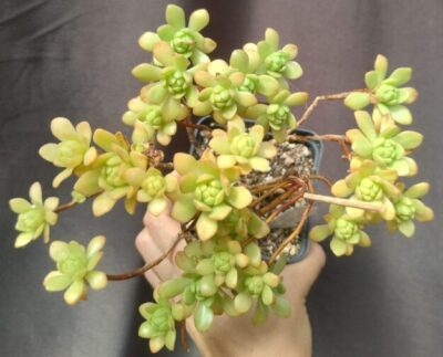 aeonium ARNOLDII зріз
