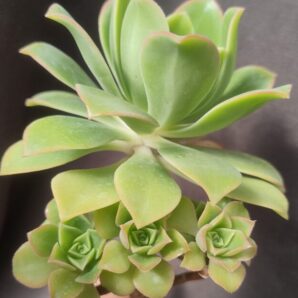 aeonium Saturn зріз