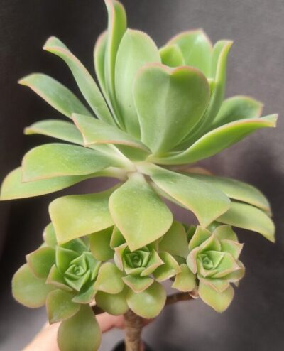 aeonium Saturn зріз