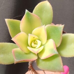 Aeonium haworthii 'Dream Color' (Kiwi Aeonium) зріз